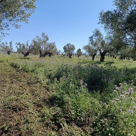Sant'anna In Oliveta Biologica Con Vista Sullo Stretto Di Messina 营地 Orti