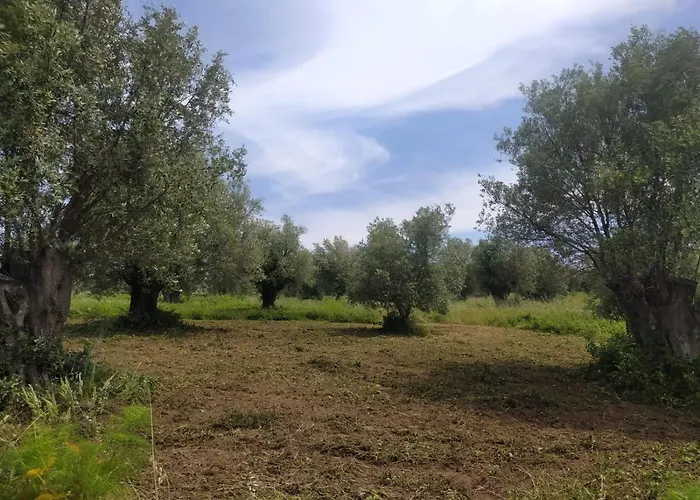Sant'anna In Oliveta Biologica Con Vista Sullo Stretto Di Messina Parque de Campismo