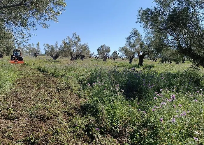 Sant'anna In Oliveta Biologica Con Vista Sullo Stretto Di Messina キャンプ場 Orti